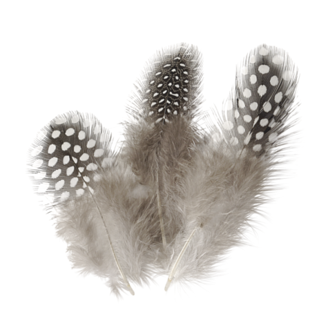 Loisirs créatif -  plumes de pintade - naturelle - 20 pièces