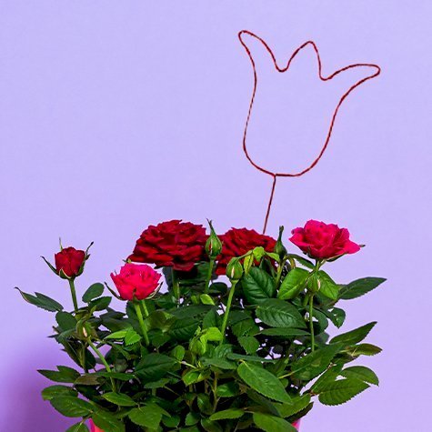 Pic pour composition florale et loisirs créatifs -  Motif coquelicot